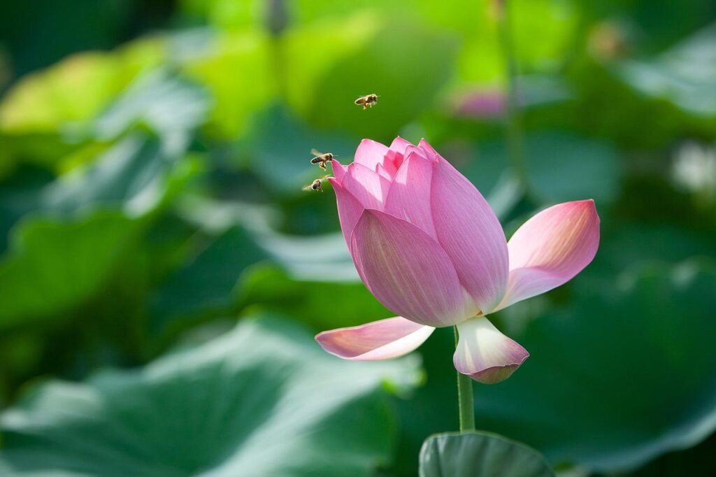 flower, lotus, bee-1113820.jpg