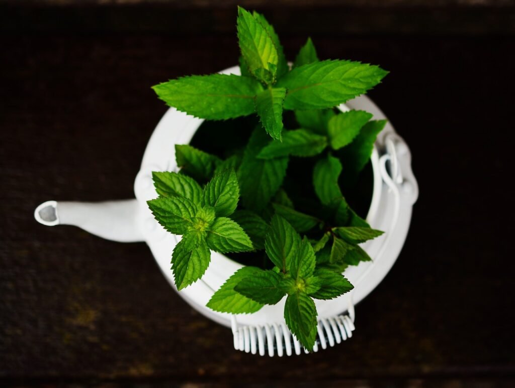 peppermint, medicinal plant, medicinal herbs-2496225.jpg