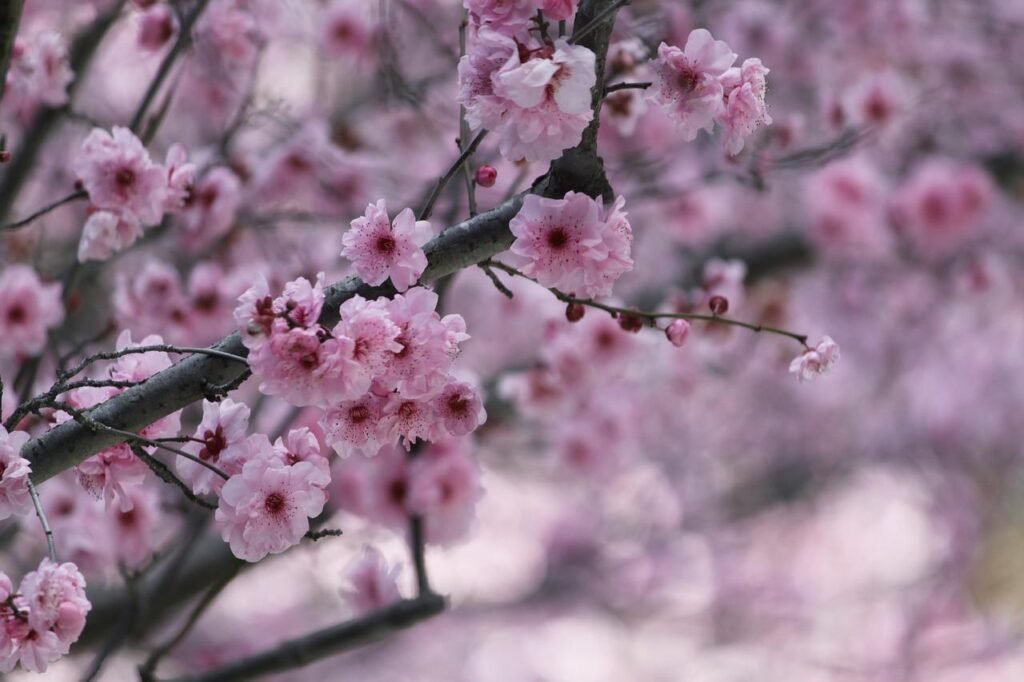 sakura, cherry blossom, japanese cherry trees-426879.jpg