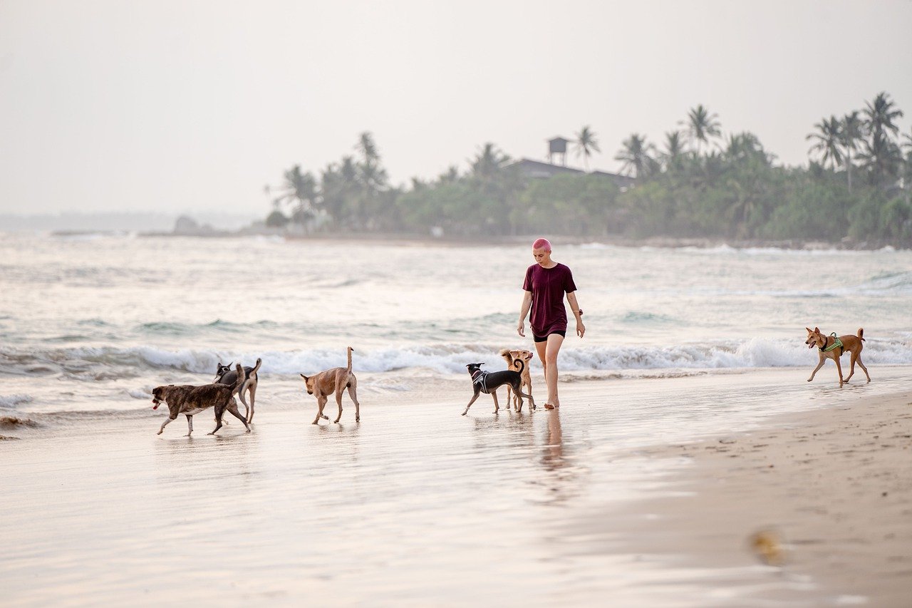 sunset, woman, dogs-7112018.jpg